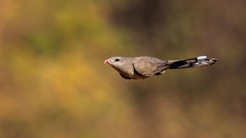 A Sirkeer Malkoha in a dive - Free image #488641